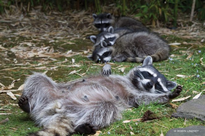 watermark-tired-mom-raccoon-by-Robin-Lindsey--1280x854
